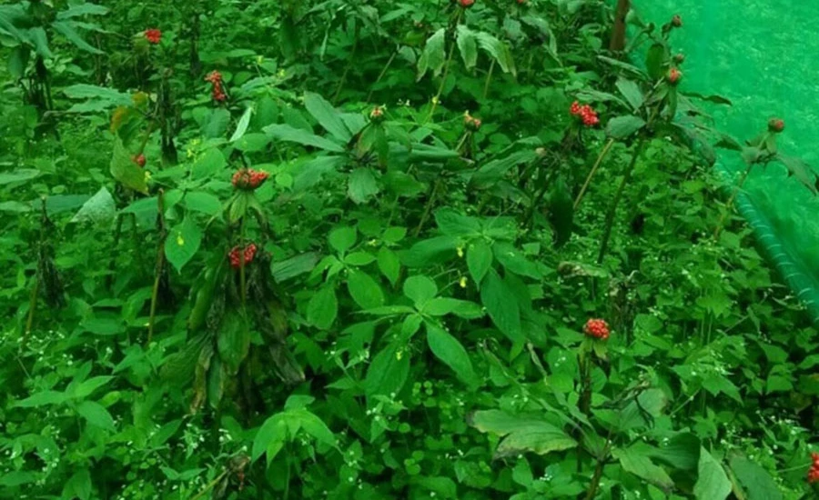 भोजपुरका किसानको रोजाइमा सतुवा खेती