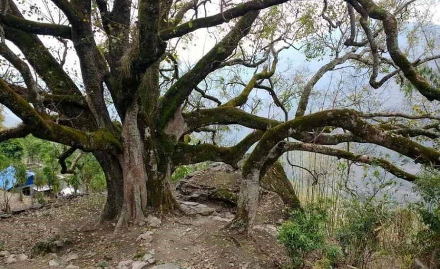 समी,बर,पिपल (भिआइपी ) रुखहरूको महत्त्व बुझौं