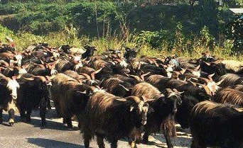उपत्यकामा दुई हजार खसी–बोका र एक हजार च्यांग्रा ल्याउँदै सरकार
