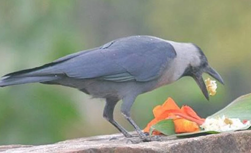 आज काग तिहार, सुरू भयो यमपञ्चक