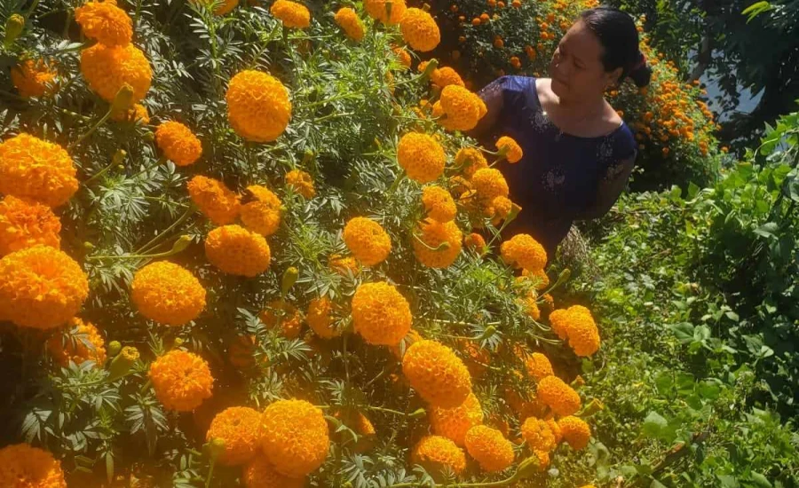 कतारमा भित्रियो नेपाली किसानको सयपत्री फूल
