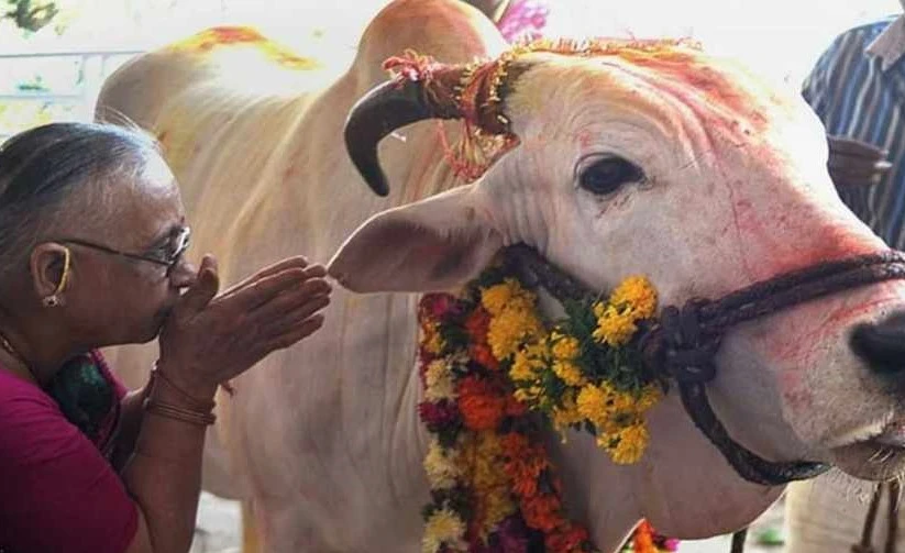 यम पञ्चकको चौथो दिन गोवर्द्धन पर्वतसँगै बलि, हली र गोरुको पूजा