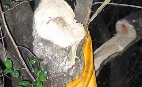 बोधिवृक्ष  काटेको आरोपमा चार जना पक्राउ- जुन वृक्ष करोडौंमा बिक्री भएको थियो