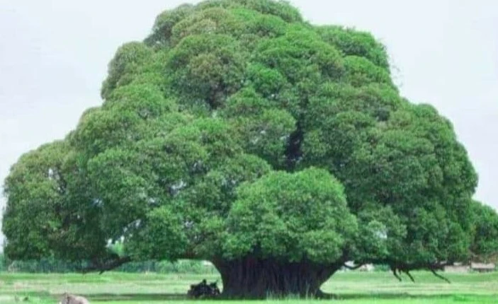 स्वस्थ वातावरण राख्नेलाई स्वस्थ बाँच्ने हक हुन्छ - सम्पादकीय