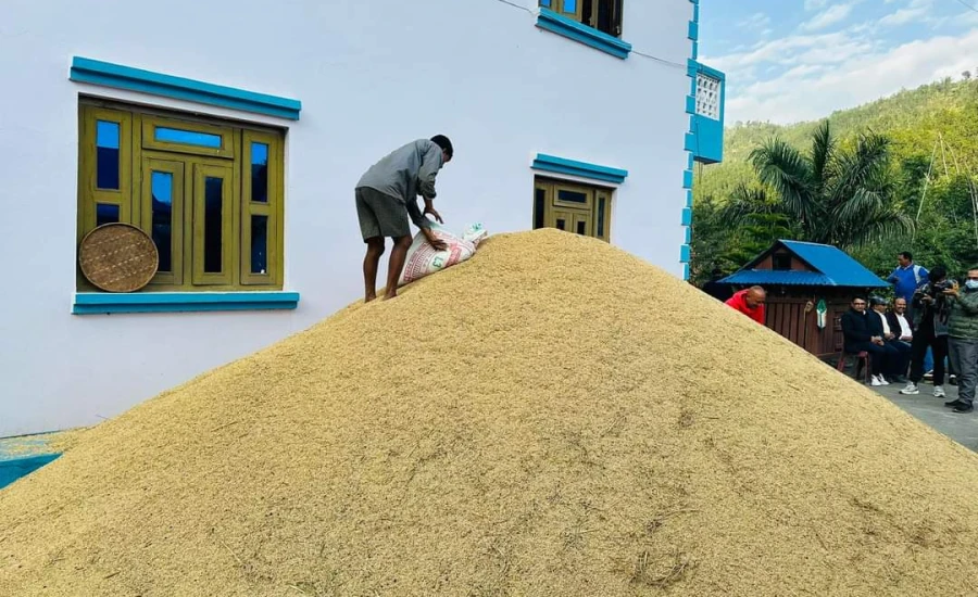 गुल्मीका एकै किसानले फलाए चार सय मुरी धान