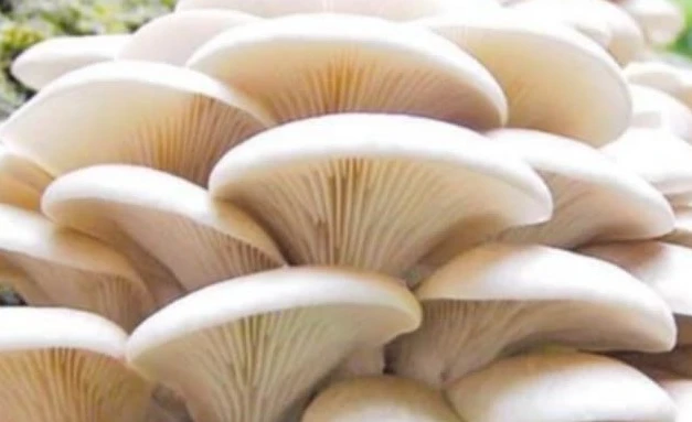 च्याउ बेचेर वार्षिक पच्चीस लाख आम्दानी