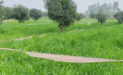 गेग्य्रान बगर बन्यो ‘सुन फल्ने’ जमिन