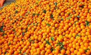 सुन्तला बेचेर २० लाख आम्दानी