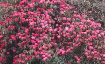 तिमी फुल्यौ कतै म फुलें कतै जहाँ फुले पनि हाम्रो सुगन्ध मिल्दो रहेछ- भ्यालेन्टाइनलाई चिठी