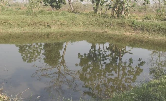 धान लगाउने खेतमा माछापाल