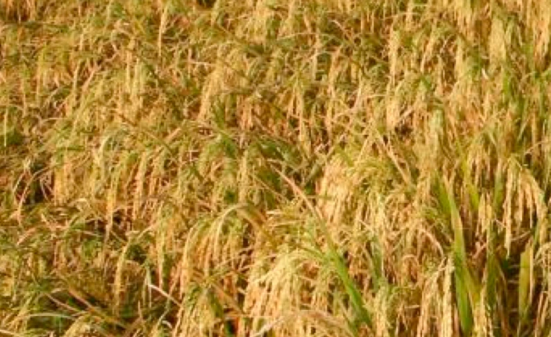 रैथाने धान लगाउने किसानलाई प्रतिमुरी एकहजार अनुदान