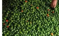 आम्दानीको स्रोत ‘अकबरे’
