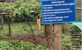 मसलाबाली खेती गर्ने किसानलाई अनुदान