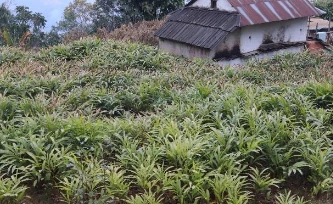 मूल्य बढेपछि अलैँची खेती विस्तारमा जुट्दै किसान