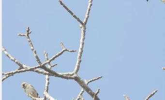 रेसुङ्गा र मदाने दुर्लभ चराको वासस्थान