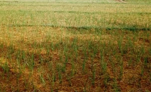 धान काटेको  गाँजमा लसुन रोपेर आम्दानी गर्दै किसान