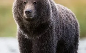 हुम्लाको डाँडाफयामा भालुको आतङ्क