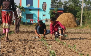 पन्ध्र कट्ठामा तरकारीखेती गरेर वार्षिक पाँच लाख आम्दानी