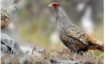 १६ वर्षपछि कालीगण्डकी बेसीनमा दुर्लभ पन्छी चिरकालिजको सङ्ख्या १८ जोडी