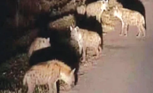 हाइना नेपाल भित्रिने आशङ्का