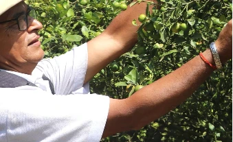 कागतीखेतीबाट तीन महिनामा नौ लाख आम्दानी