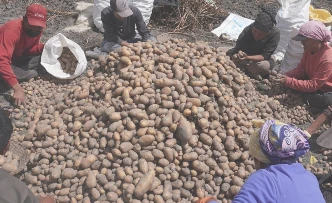 मुस्ताङमा आलुको उत्पादन क्षेत्र विस्तार : ६२ करोडको ८२ लाख बढीको बिक्री