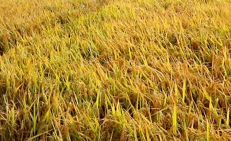 बागलुङमा धान उत्पादनमा बढ्यो