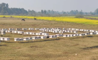 महबाटै विनोद हमालको करोडमा कारोबार