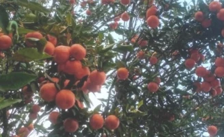 सुन्तला खेतीले फेरिँदै भोजपुरका किसानको जीवनस्तर