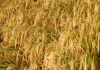 रैथाने धान लगाउने किसानलाई प्रतिमुरी एकहजार अनुदान
