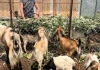 सीमान्तकृतलाई आयआर्जन कार्यक्रम